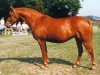 broodmare Viola (German Riding Pony, 1983, from Dandy)
