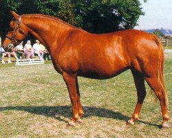 broodmare Viola (German Riding Pony, 1983, from Dandy)