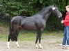 Springpferd BKS Checkmate (Deutsches Reitpony, 2011, von FS Champion de Luxe)