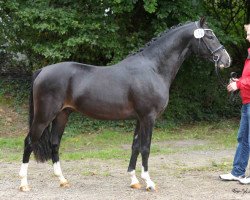 Springpferd BKS Checkmate (Deutsches Reitpony, 2011, von FS Champion de Luxe)