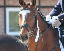 jumper Belan (Hanoverian, 2006, from Belissimo NRW)