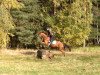 dressage horse Lucky Fox (German Sport Horse, 2006, from Landfriese II)