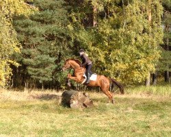 dressage horse Lucky Fox (German Sport Horse, 2006, from Landfriese II)