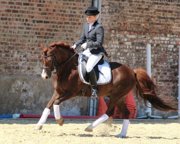 dressage horse Con Solido (Welsh-Pony (Section B), 2002, from Courage)