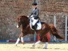 dressage horse Con Solido (Welsh-Pony (Section B), 2002, from Courage)