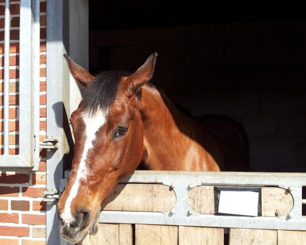 dressage horse Yes I can 3 (unknown, 1997)