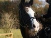 dressage horse Valme van Cindira (Belgian Warmblood, 1998, from Almedeux)