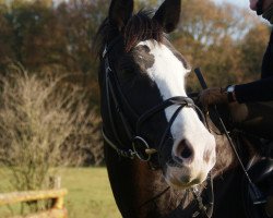 dressage horse Valme van Cindira (Belgian Warmblood, 1998, from Almedeux)