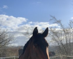 dressage horse ManniBoy (Zangersheide riding horse, 2014, from Magnus Romeo)