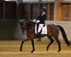 Pferd Suzie Gold (Österreichisches Warmblut, 2016, von Dimaggio)