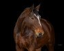 dressage horse Francesco (Hanoverian, 2016, from Fürst Belissaro)