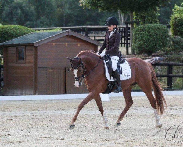 dressage horse MS Nonchalance (German Riding Pony, 2016, from Fs Numero Uno)