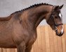 jumper Quitana van het Reigersnest (Belgian Warmblood, 2016, from Maestro van de Swalhoeve)