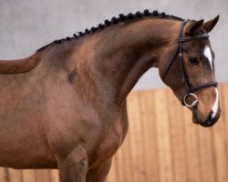 Springpferd Quitana van het Reigersnest (Belgisches Warmblut, 2016, von Maestro van de Swalhoeve)