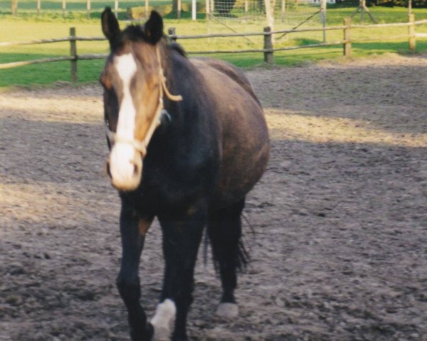 broodmare Goldika (Westphalian, 1985, from Graf Spee)