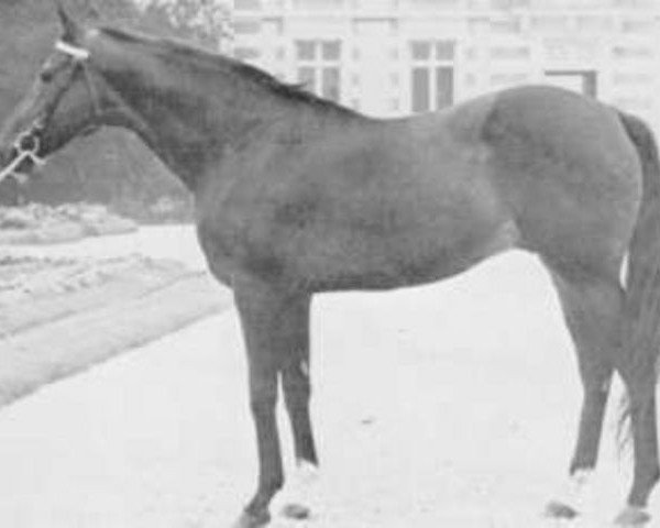 stallion Cold Slipper xx (Thoroughbred, 1961, from Arctic Time xx)