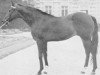 stallion Cold Slipper xx (Thoroughbred, 1961, from Arctic Time xx)