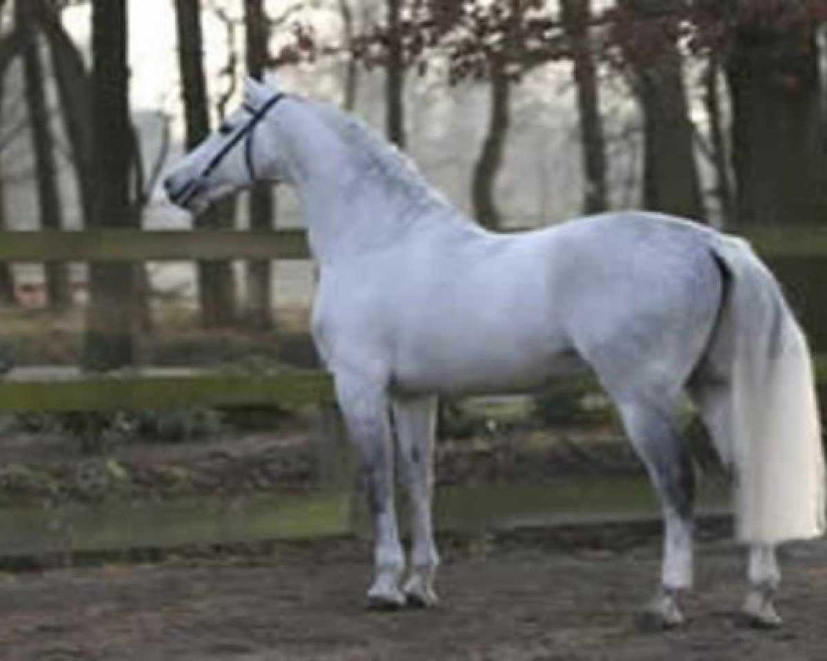 stallion Calvino Z (Zangersheide riding horse, 1997, from Calvin Z)