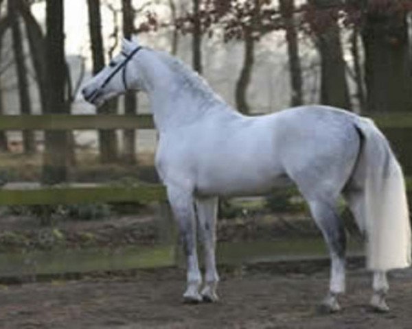 stallion Calvino Z (Zangersheide riding horse, 1997, from Calvin Z)