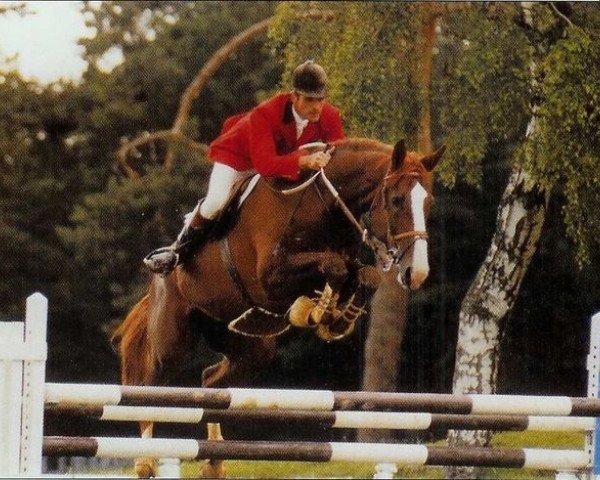 stallion Totoche du Banney (Selle Français, 1985, from Grand Veneur)