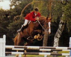 Deckhengst Totoche du Banney (Selle Français, 1985, von Grand Veneur)