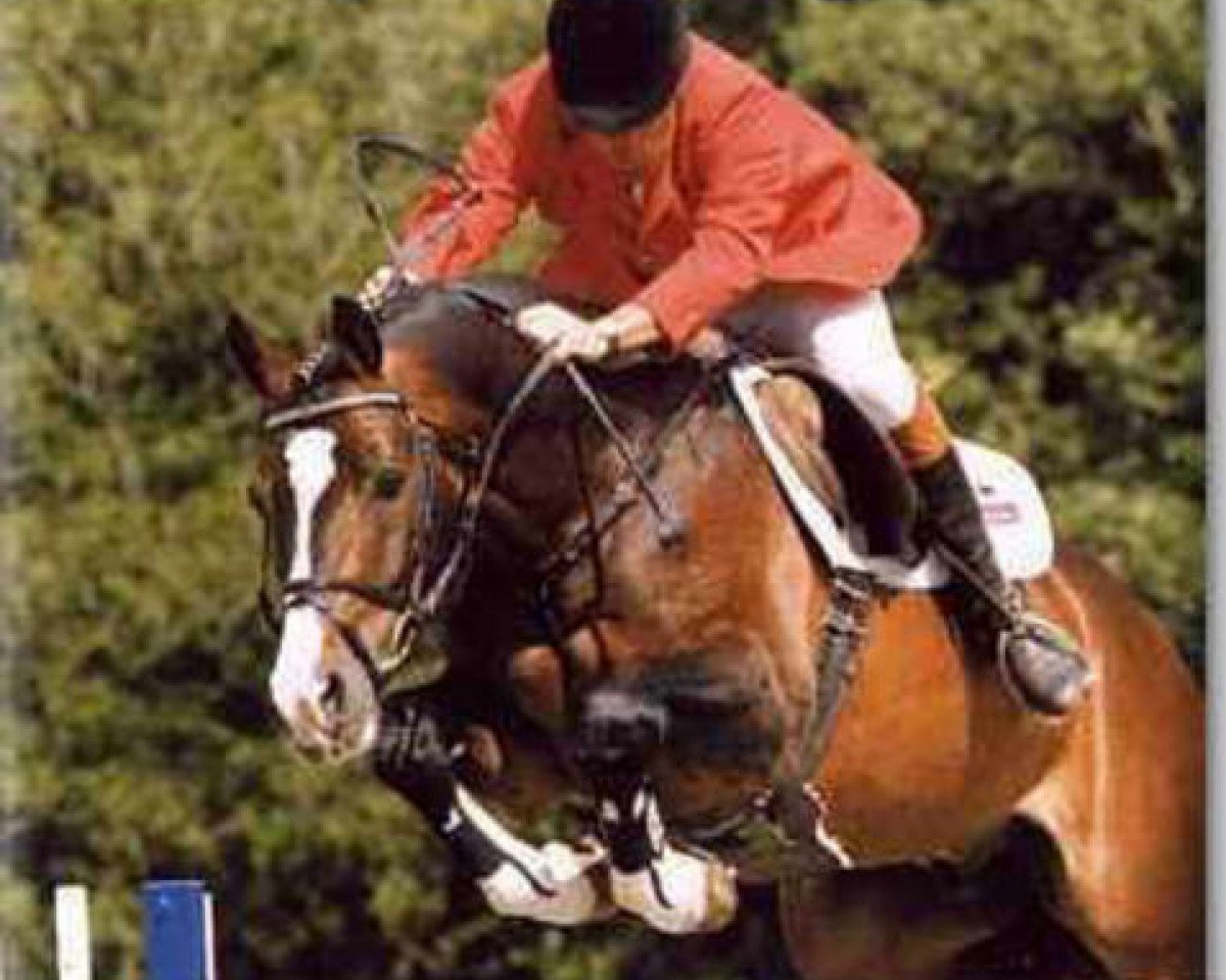 Springpferd Cornetto (Holsteiner, 1989, von Caletto I)