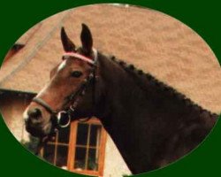 broodmare S.Waldfee (Oldenburg, 1976, from Waidmannsheil xx)