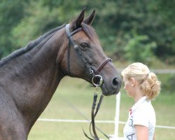 broodmare Märchentraum AA (Anglo-Arabs, 1988, from Hill Anwar AA)