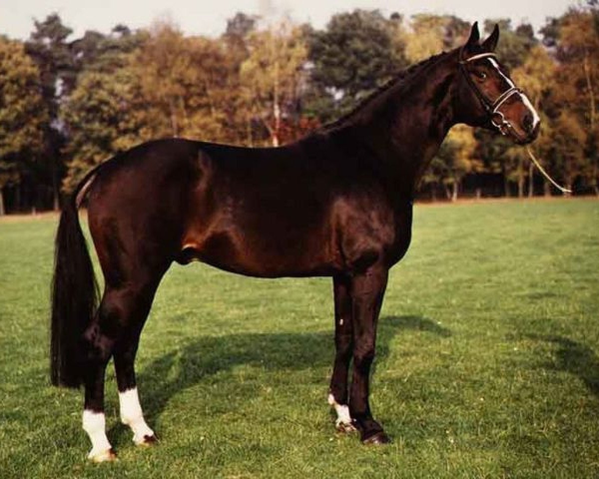 stallion Zirkoon (KWPN (Royal Dutch Sporthorse), 1981, from Primus)