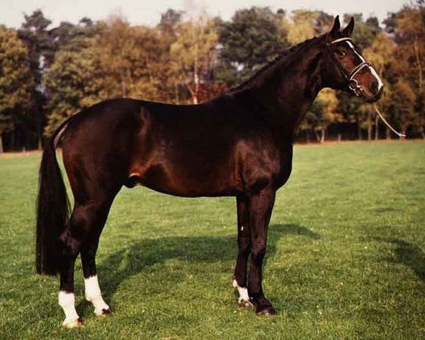 Deckhengst Zirkoon (Koninklijk Warmbloed Paardenstamboek Nederland (KWPN), 1981, von Primus)