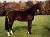 stallion Zirkoon (KWPN (Royal Dutch Sporthorse), 1981, from Primus)