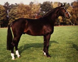 stallion Zirkoon (KWPN (Royal Dutch Sporthorse), 1981, from Primus)