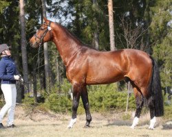 stallion Jetset-D 145 FIN (KWPN (Royal Dutch Sporthorse), 1991, from Zirkoon)