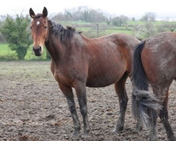 Zuchtstute Lesula (KWPN (Niederländisches Warmblut), 1993, von Voltaire)