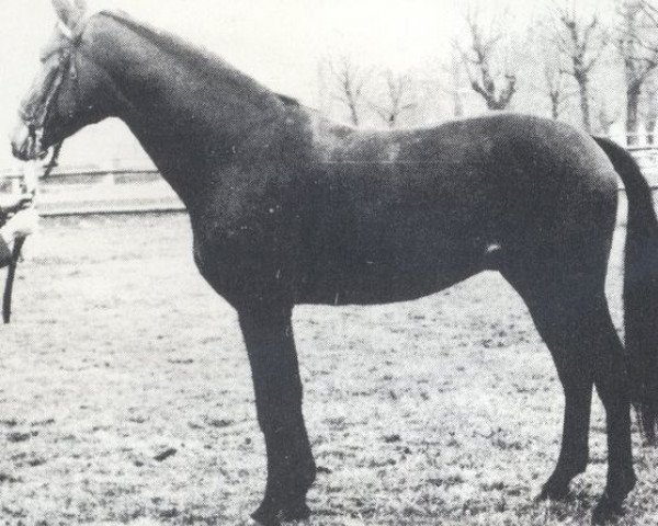 stallion Winzer (Hanoverian, 1973, from Winnetou)