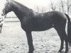 stallion Winzer (Hanoverian, 1973, from Winnetou)
