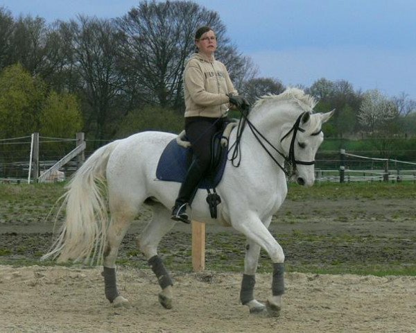 dressage horse Euforie (Westphalian, 1997, from Ehrentusch)
