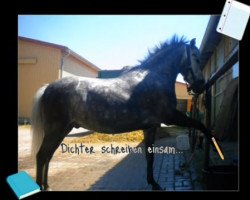 dressage horse Micky (Shetland B (about 107-117), 2009, from Top Mariano)