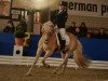 jumper Aleno (Haflinger, 2008, from Anni Duemila)