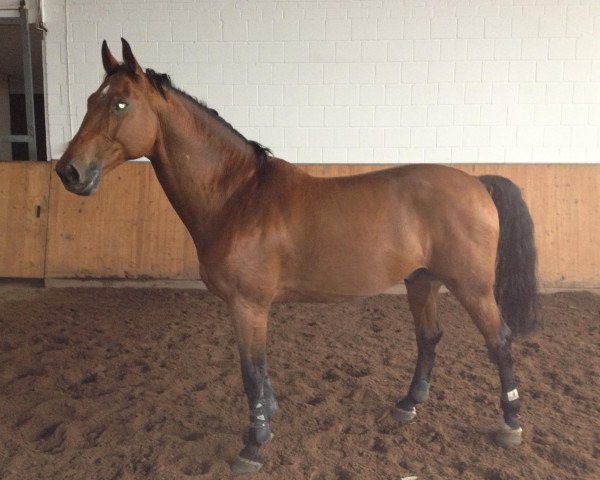 stallion Ramon (KWPN (Royal Dutch Sporthorse), 1998, from Marlon)