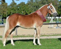 stallion Studienrat (Haflinger, 2011, from Strele)