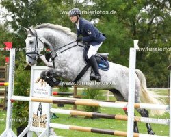 horse Oki Doki 5 (German Sport Horse, 0000)