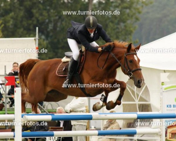 horse Selandra (Brandenburg, 2000, from Sadenio)