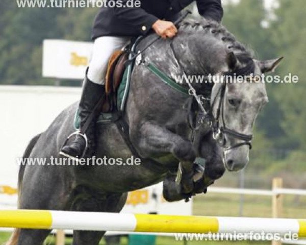 jumper Curtis 59 (German Sport Horse, 2008, from Canturo)