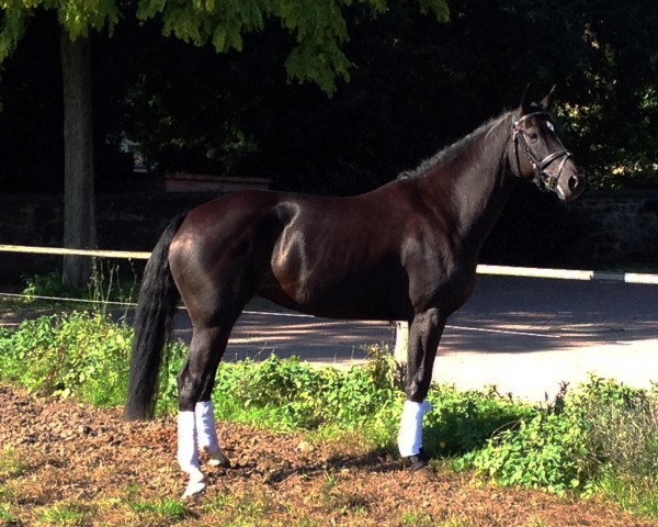 Dressurpferd Bonamie 5 (Deutsches Reitpony, 2009, von Black Dancer)