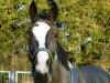 jumper Lucky Lady (Oldenburg, 1999, from Levantos I)