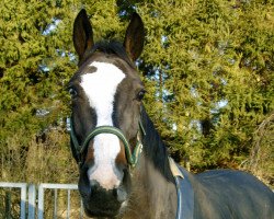 Springpferd Lucky Lady (Oldenburger, 1999, von Levantos I)