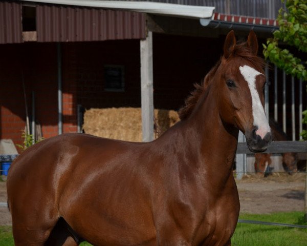 horse Paco (Hanoverian, 2004)