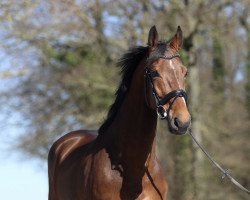 jumper Cameron 35 (German Sport Horse, 2012, from Carell)