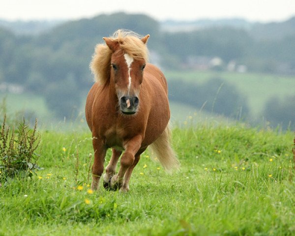 Pferd Fritz-Stormy (Shetland Pony, 1991)
